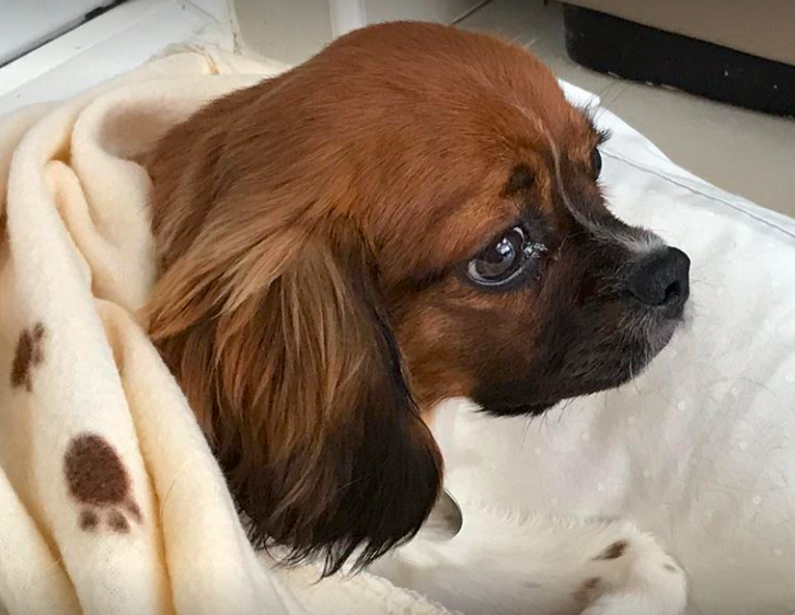 Rehomed Honey - 6 month old Cavalier King Charles Spaniel - Friends of ...