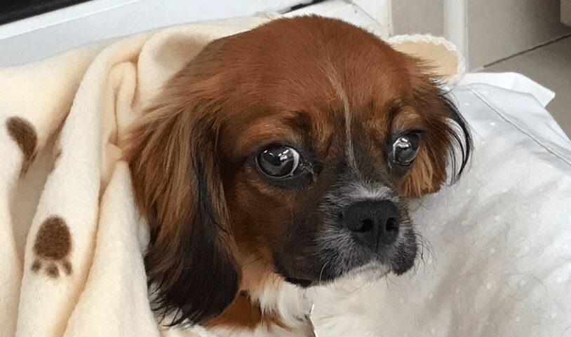 Rehomed Honey – 6 month old Cavalier King Charles Spaniel