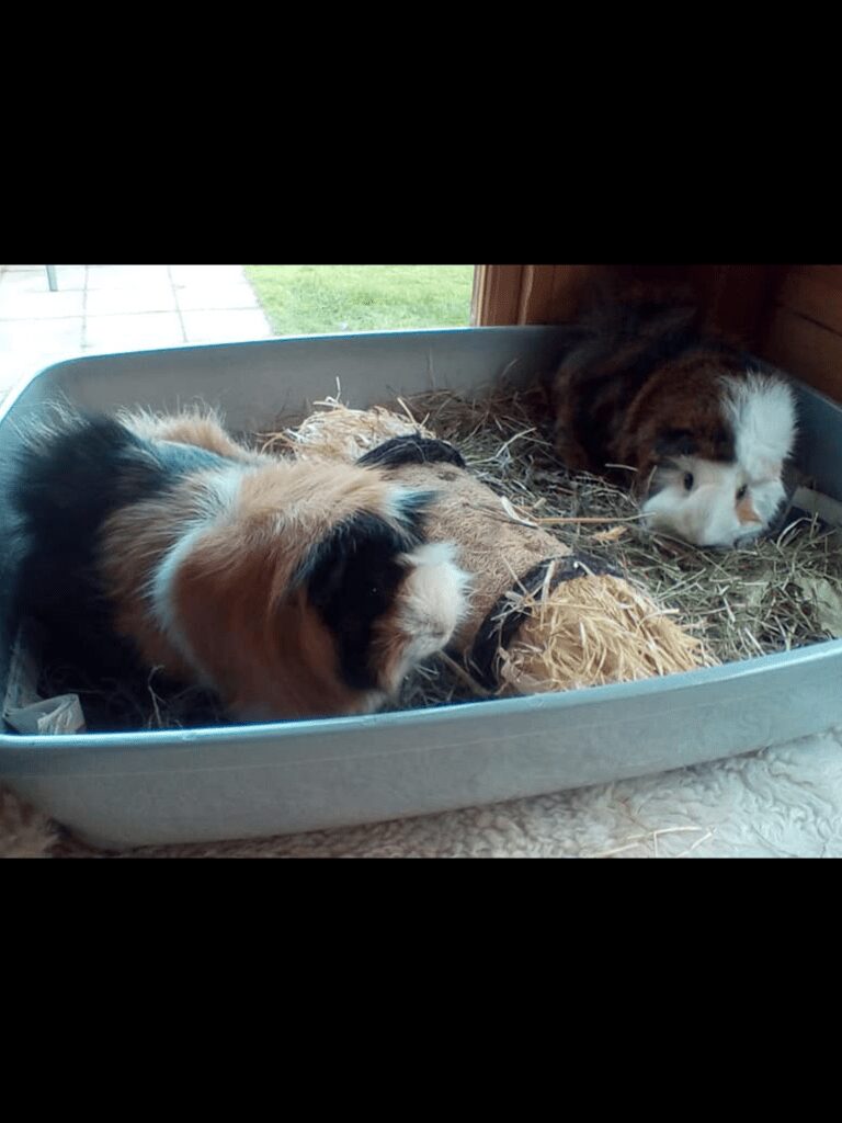 Sam & Henry – FOREVER HOME FOUND