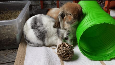 Mop & Petra