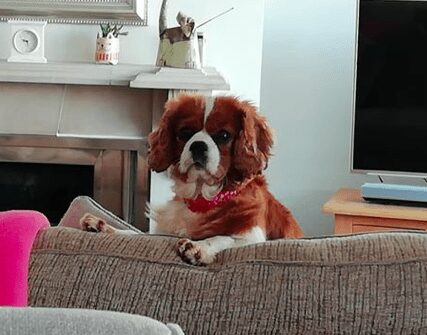 REHOMED Fran – 3-year old Cavalier – South Wales