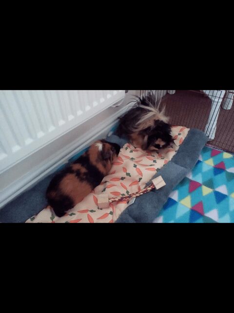 Merlin & Milo – Forever home found!