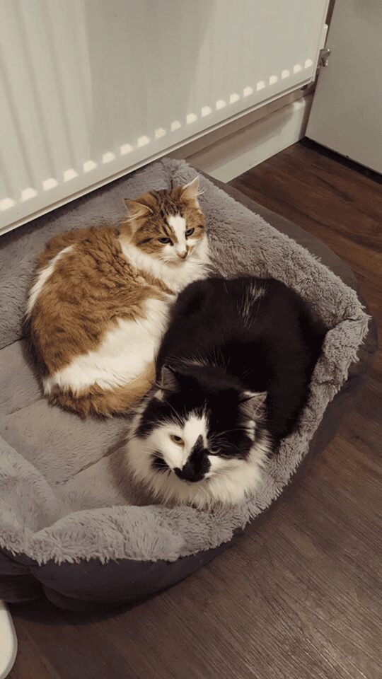 Phoebe & Panda