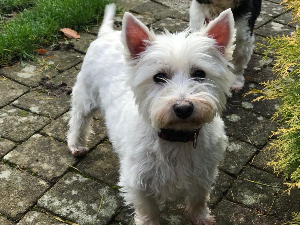 ADOPTED Caroline - 5-years old West Highland Terrier - Friends of Animals  Wales