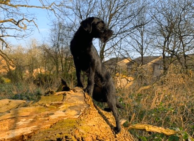 Taz – ADOPTED