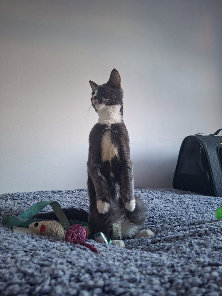 Pixel